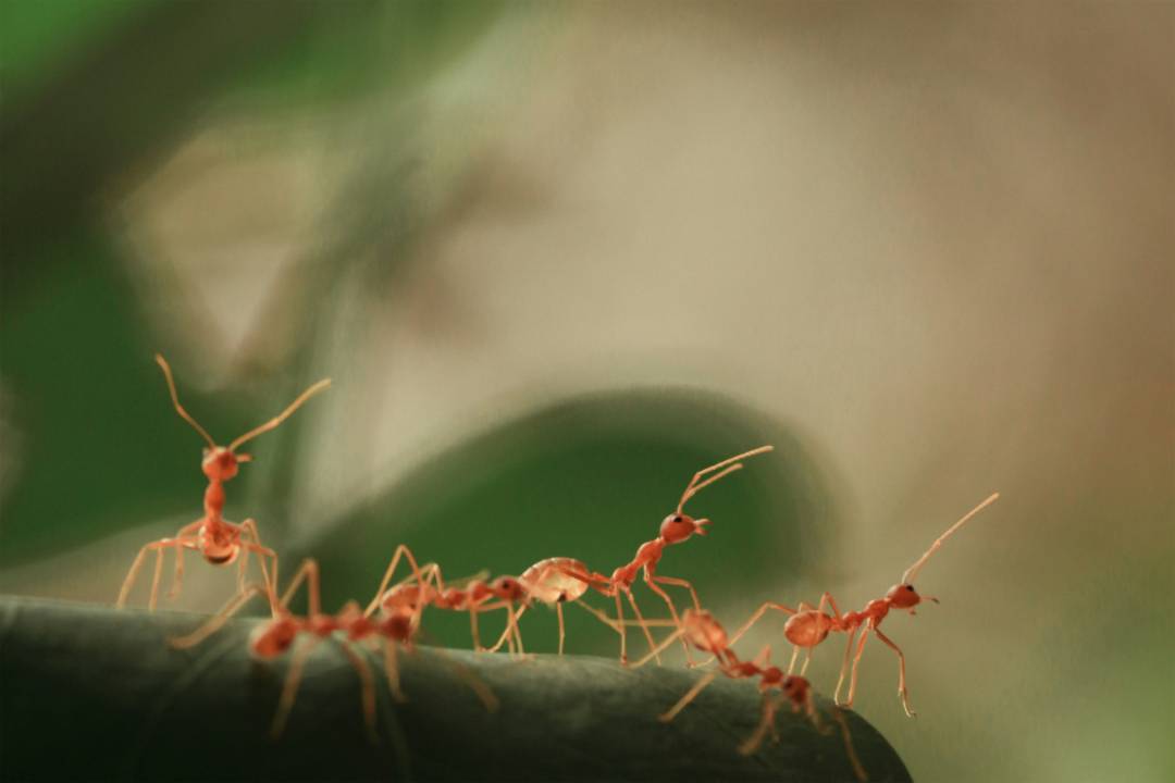 Ants 1