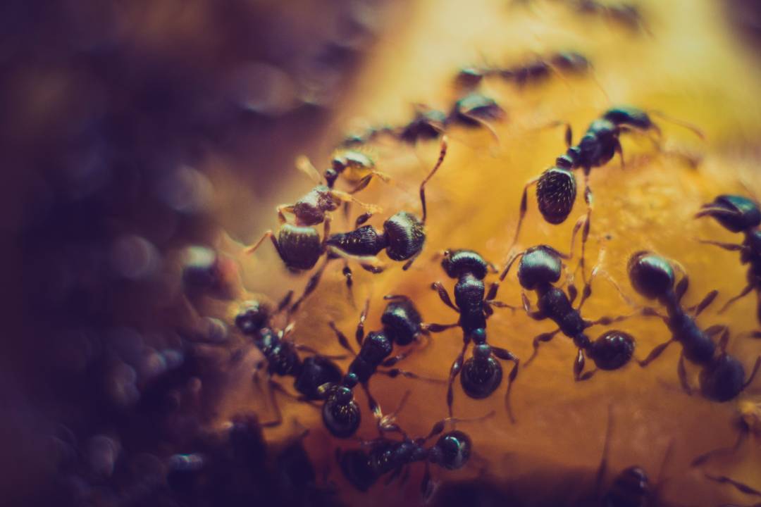 Ants 2