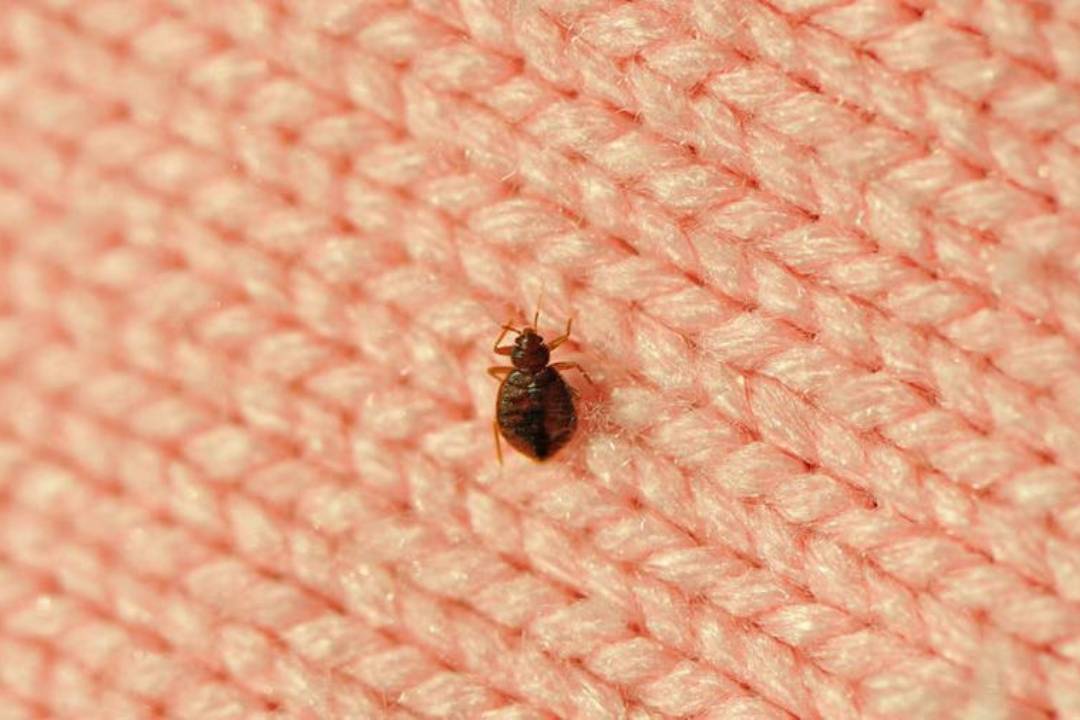 Bed Bugs (2)