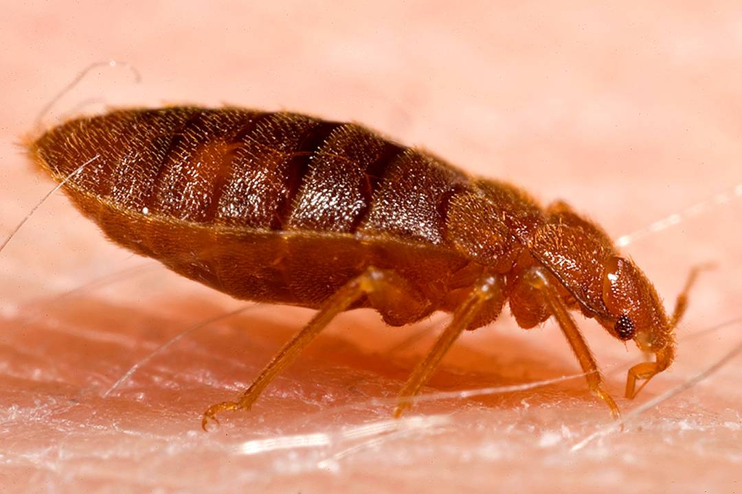 Bed Bugs (3)