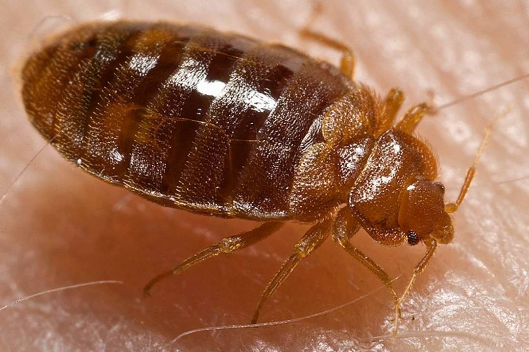 Bed Bugs