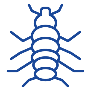 Bed Bugs