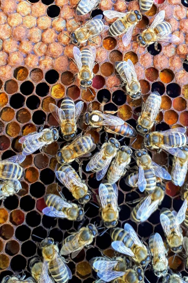 Bees