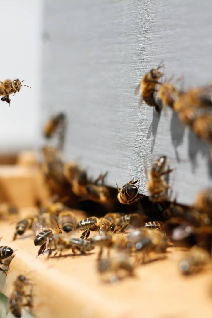 Bees