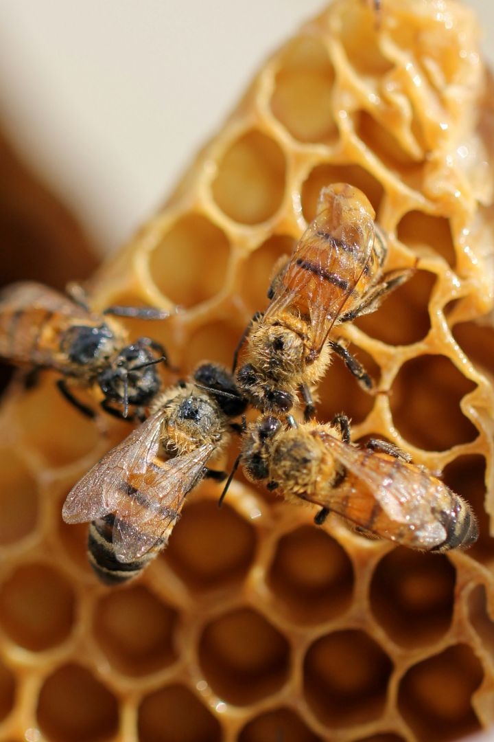 Bees