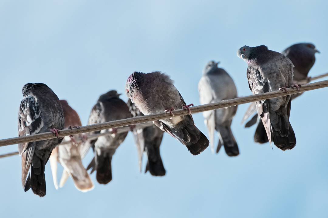 Birds (2)