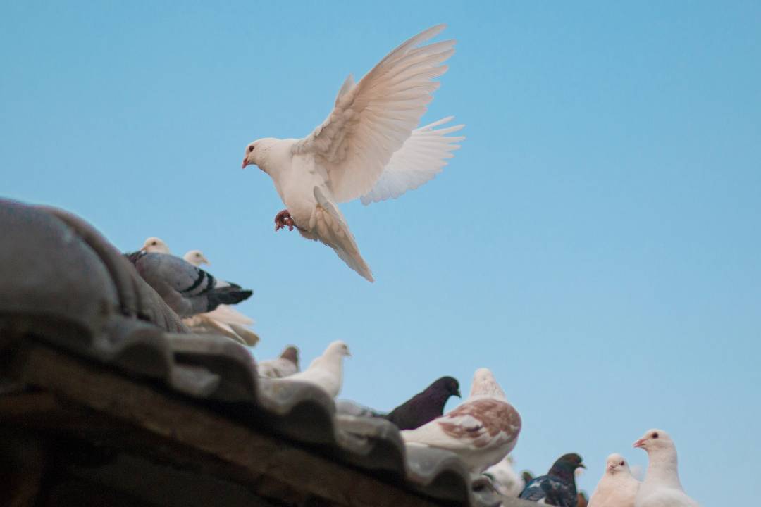 Birds (3)