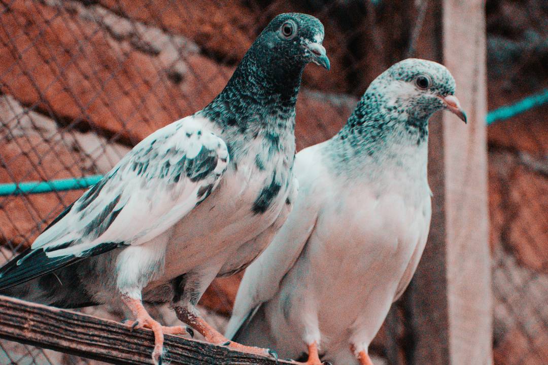 Birds