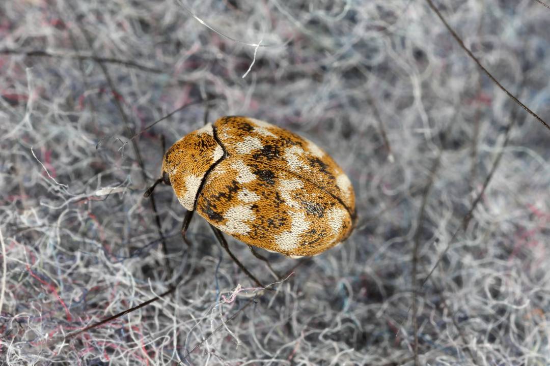 Carpet Beetles (2)