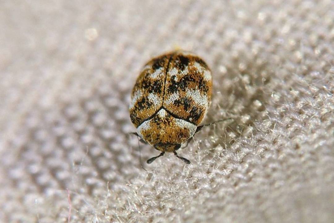 Carpet Beetles (3)