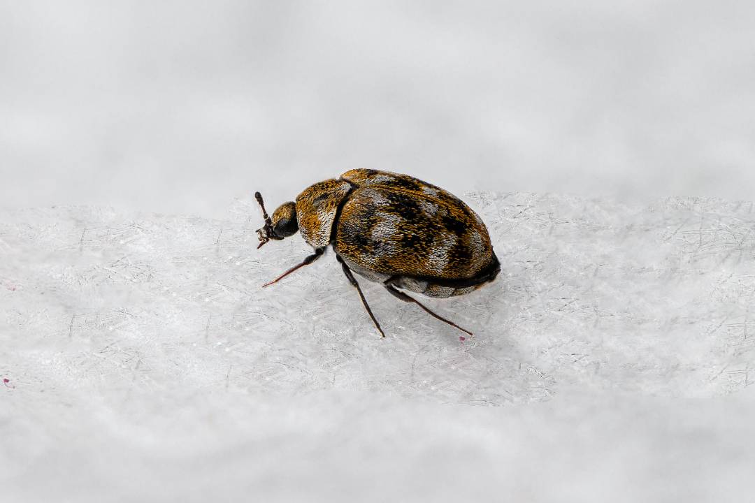 Carpet Beetles
