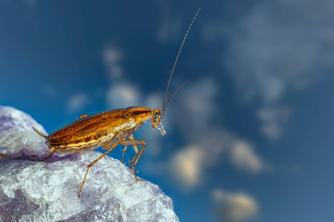 Cockroaches (2)