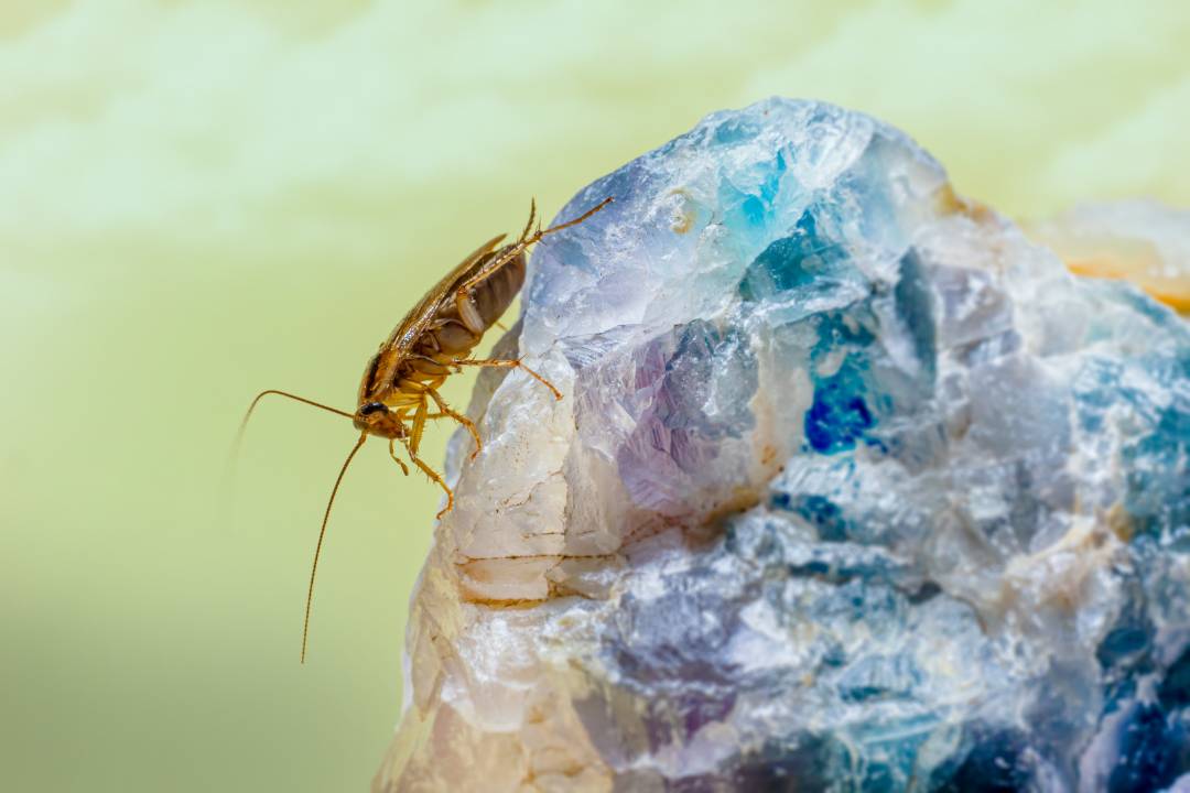 Cockroaches (3)