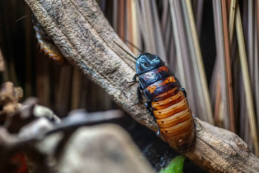 Cockroaches