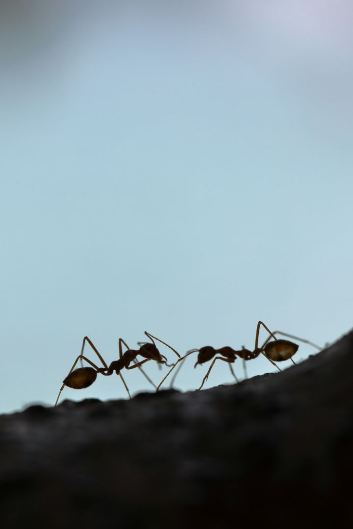 Crawling Insects