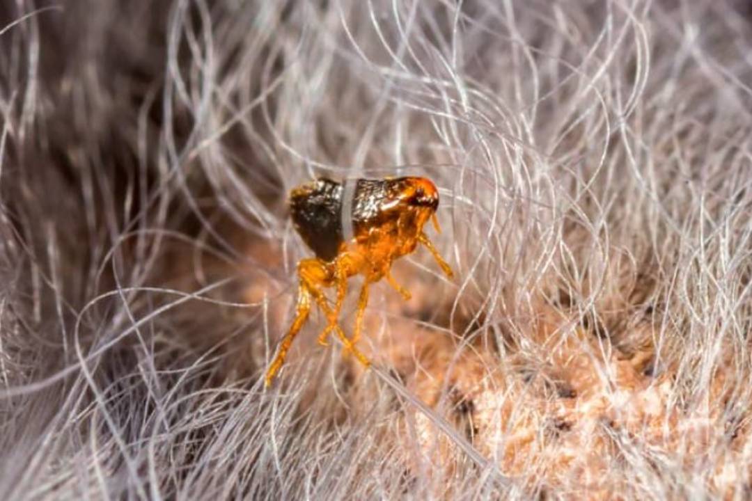 Fleas & Ticks