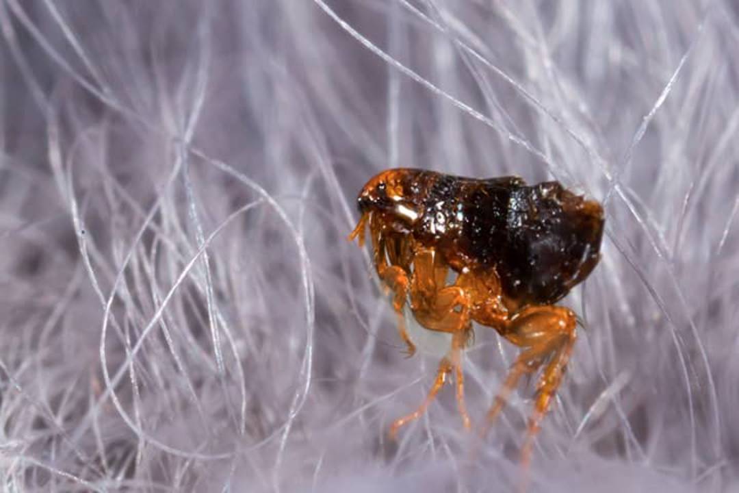 Fleas and Ticks (2)