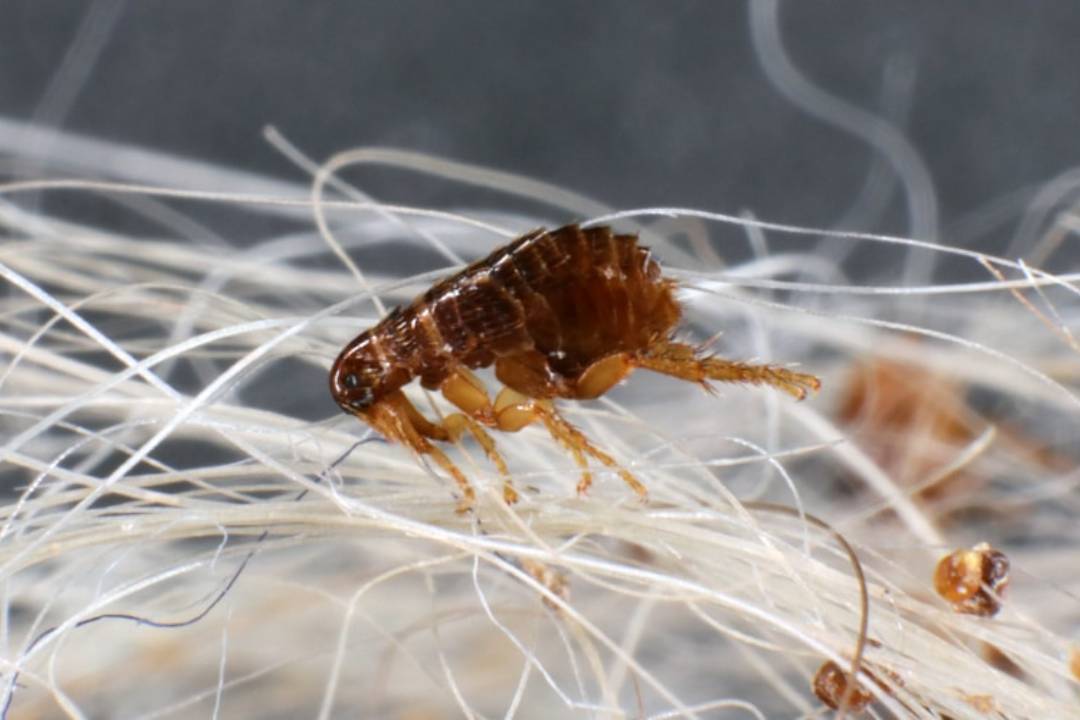 Fleas and Ticks