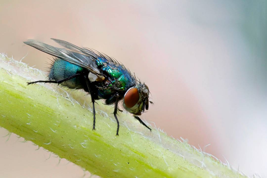 Flies 2