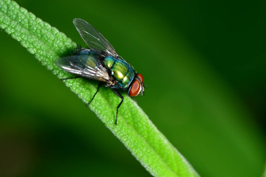 Flies 3