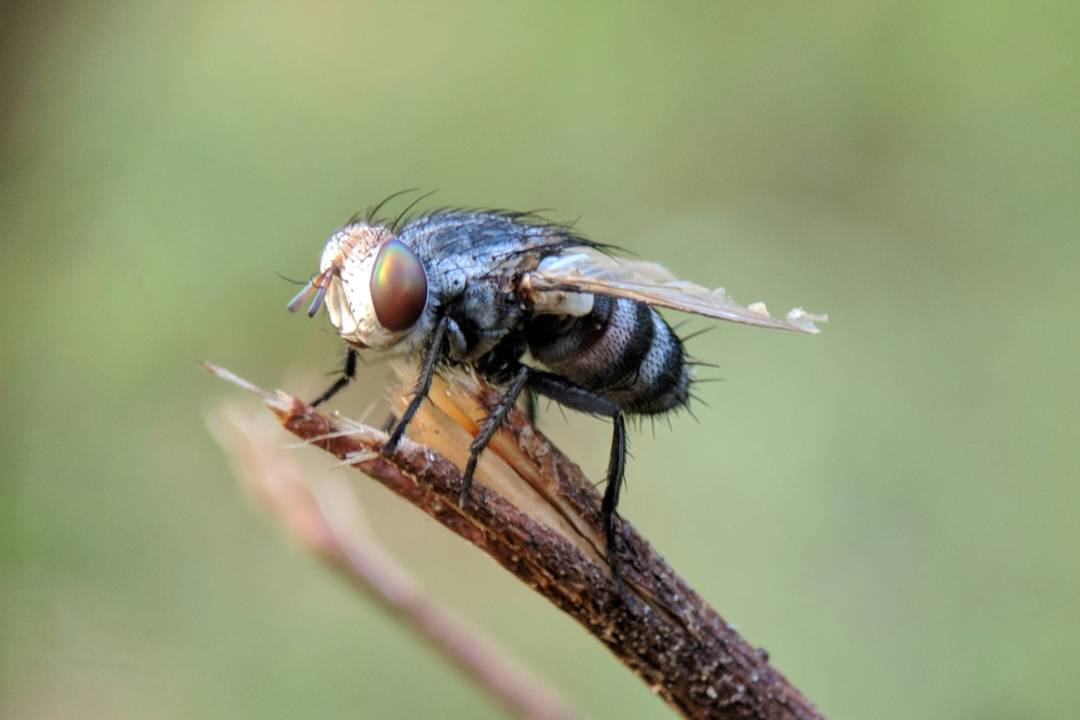 Flies