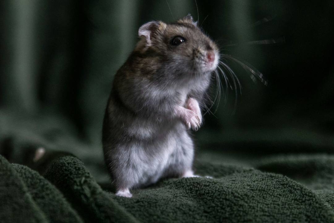 Mice & Rats
