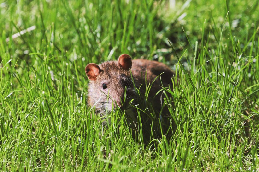 Mice and Rats (2)