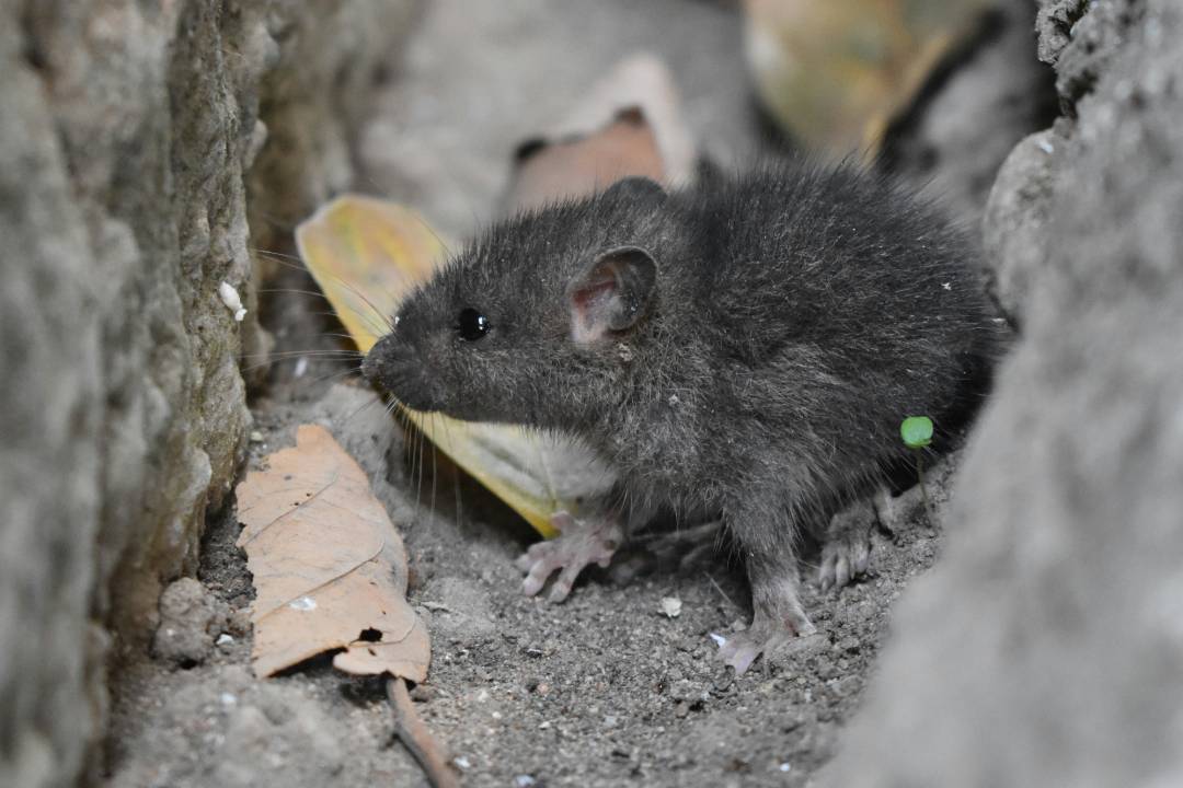 Mice and Rats