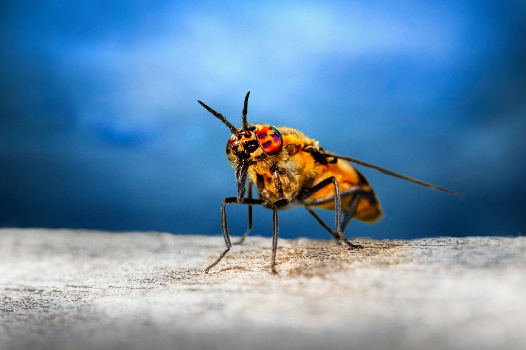 Mosquitoes 2