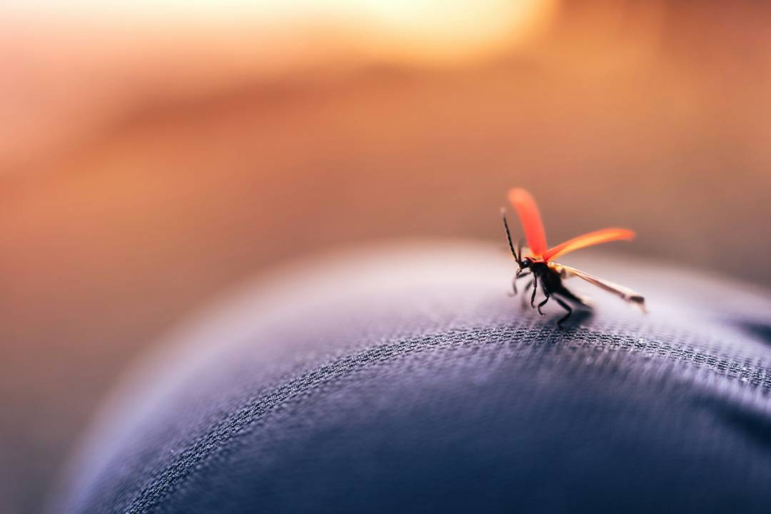 Mosquitoes 3