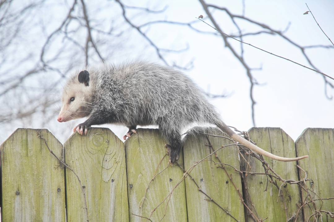 Possums (2)