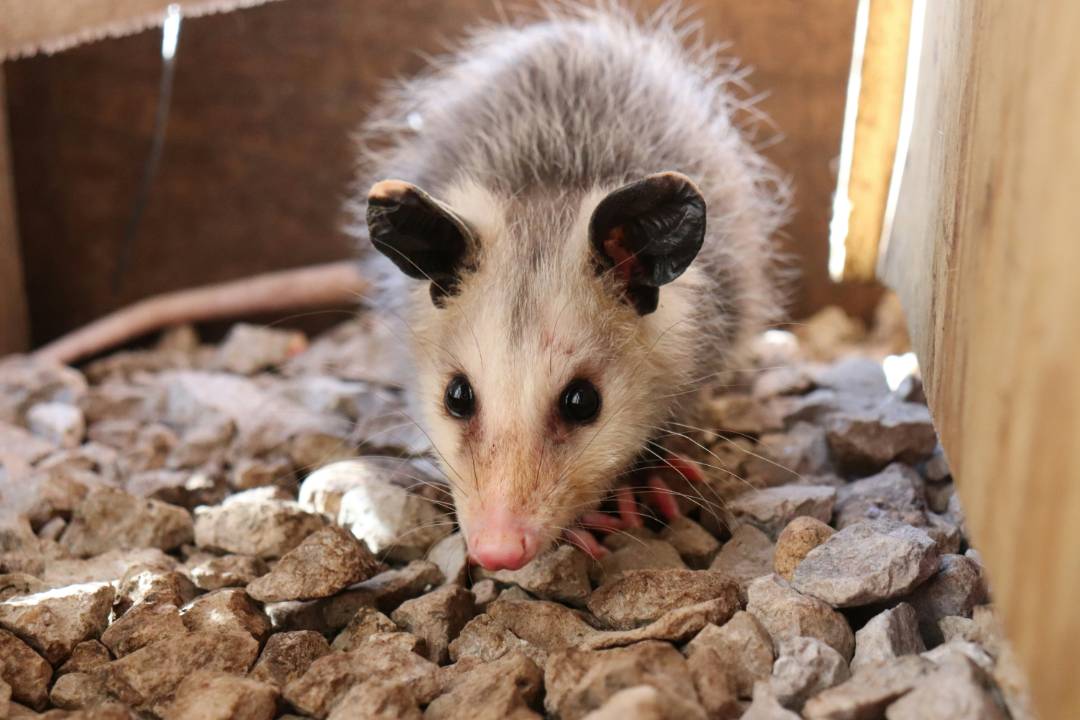 Possums (3)