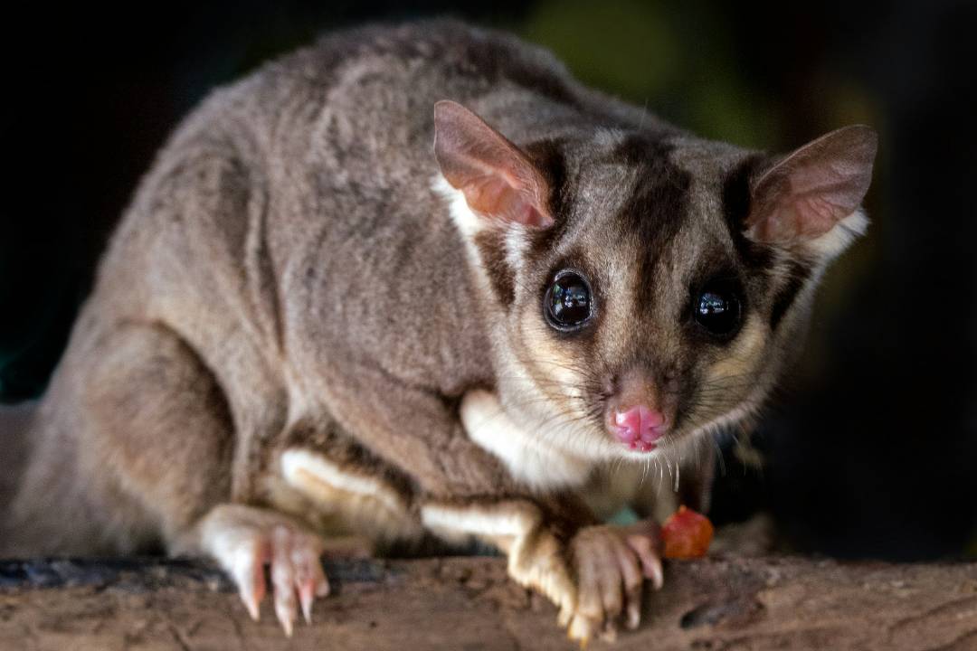 Possums