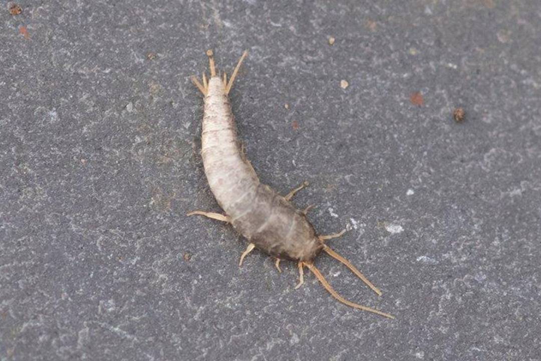Silverfish (2)