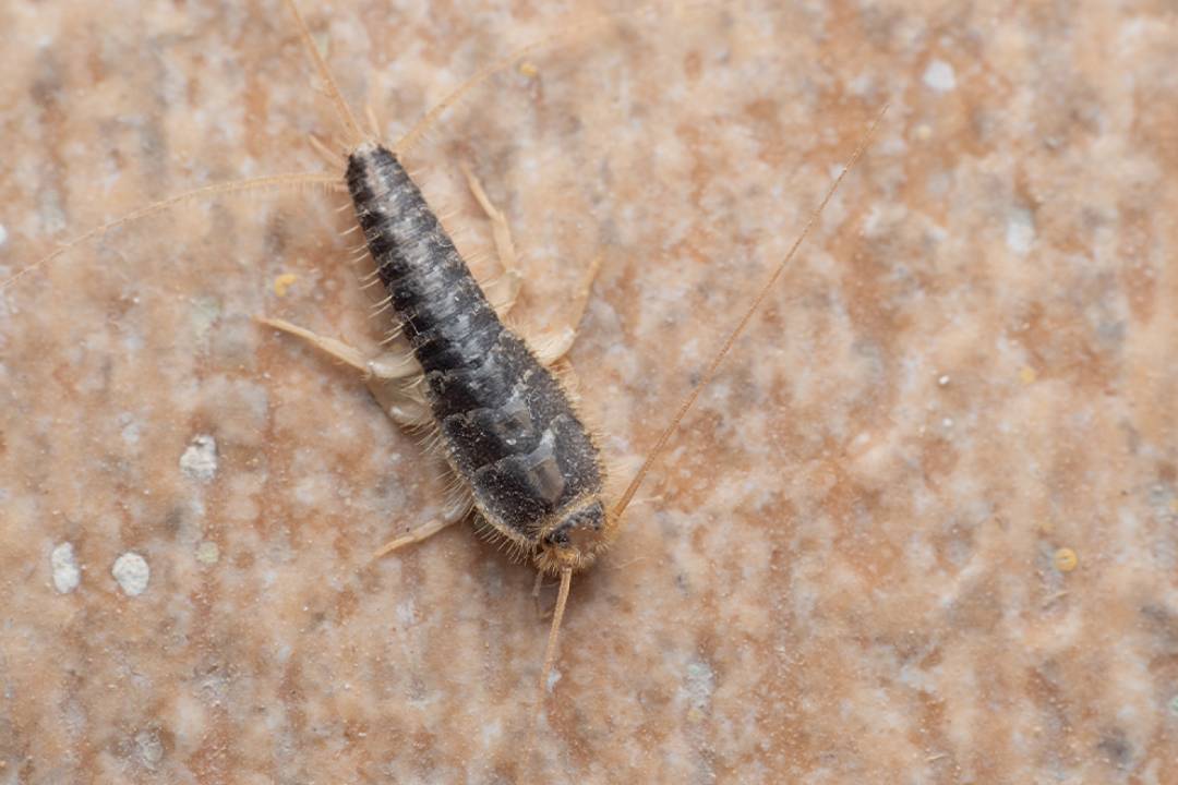 Silverfish (3)