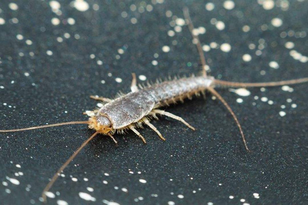 Silverfish
