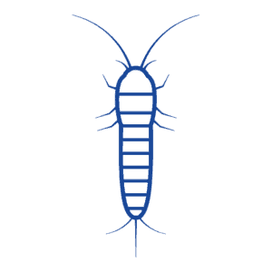 Silverfish