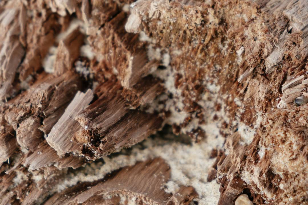 Termites (2)