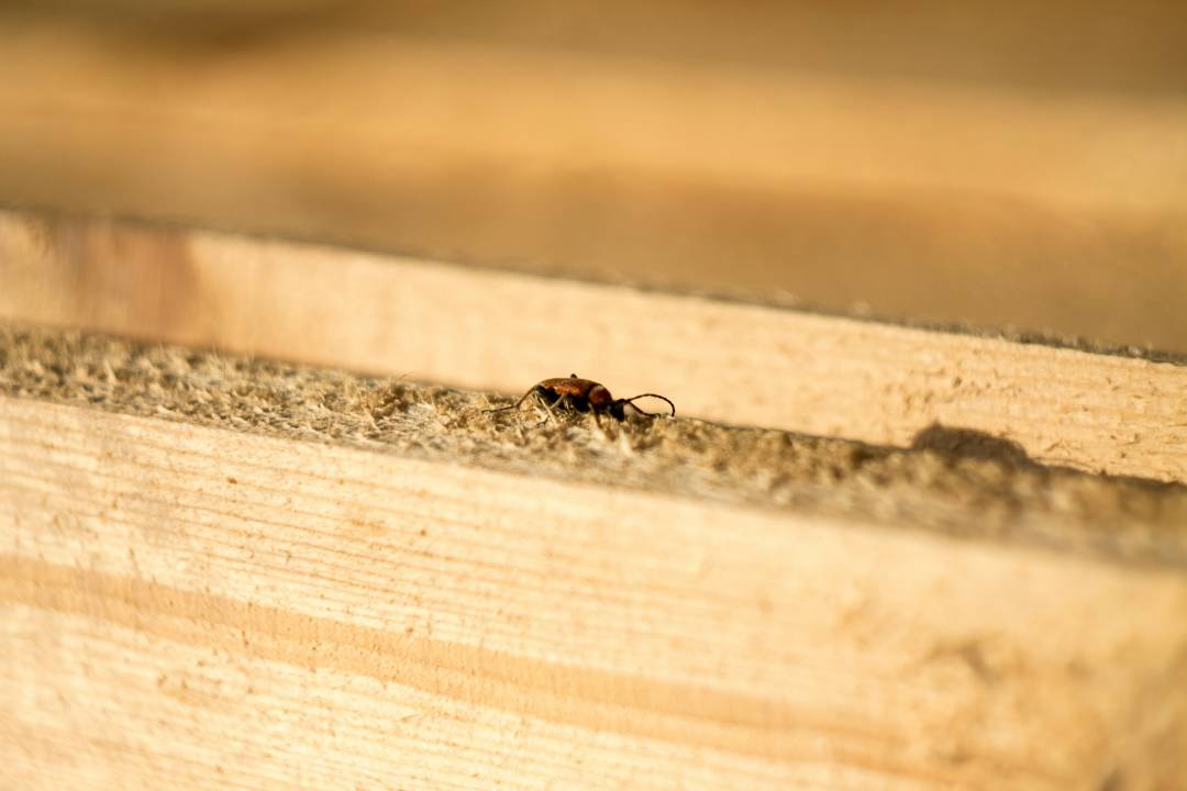 Termites (3)