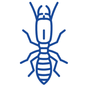 Termites