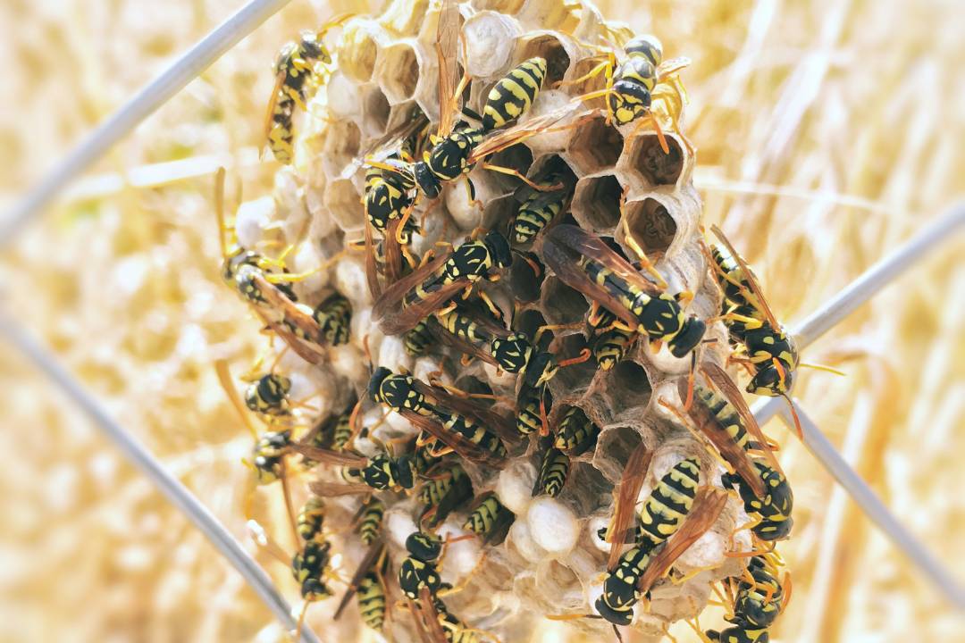 Wasps 2