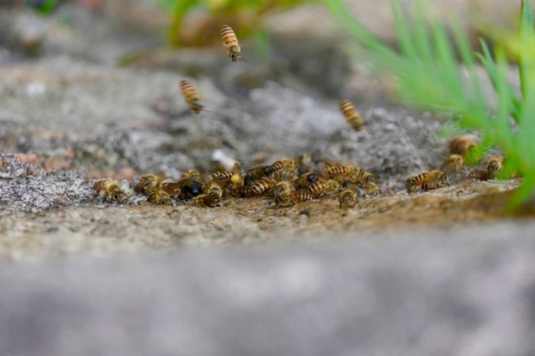 Wasps 3
