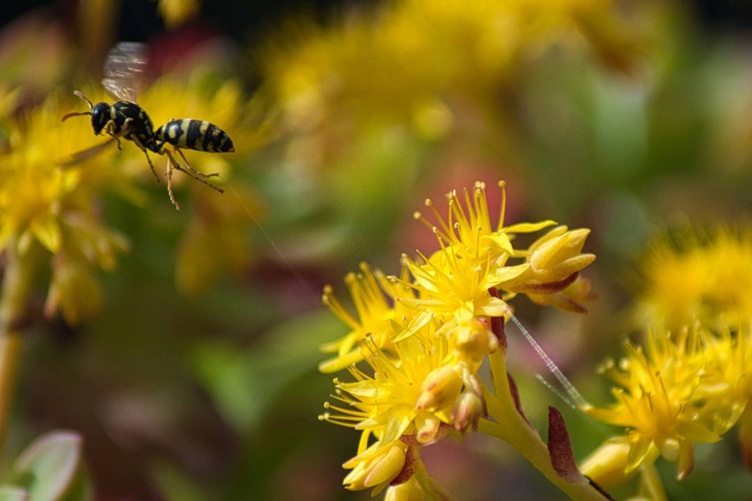 Wasps